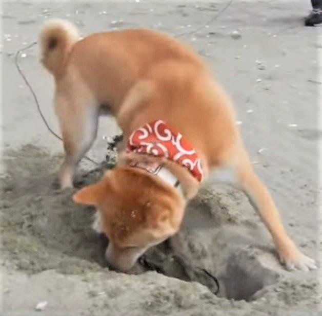 穴掘りするこむぎちゃん