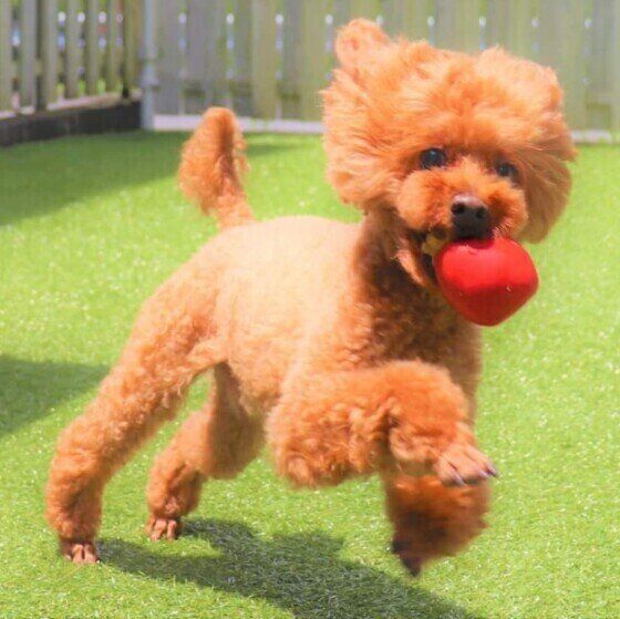 ボールで遊ぶトイ・プードル