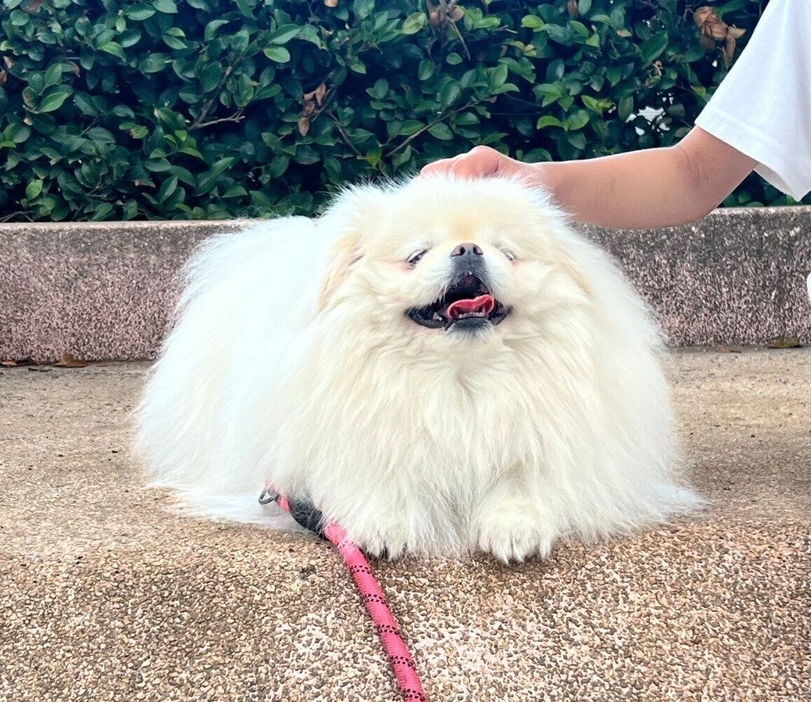 散歩を楽しむなんこつちゃん
