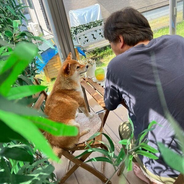 見つめ合うあさむらさんとパパさん