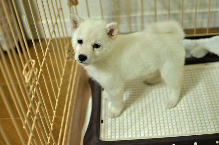 SNSでは「お嬢様」と呼ばれているさくらちゃん 飼い主さんの同僚がさくらちゃんを「お嬢様」と呼ぶのがきっかけだそう