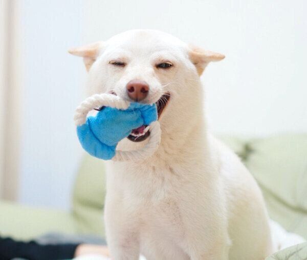 おもちゃをくわえてヒコーキ耳をするまめたちゃん