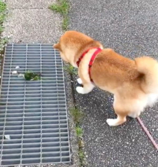 なぜ お散歩中に見つけた あるモノ にビビりまくる柴犬 いぬのきもちweb Magazine