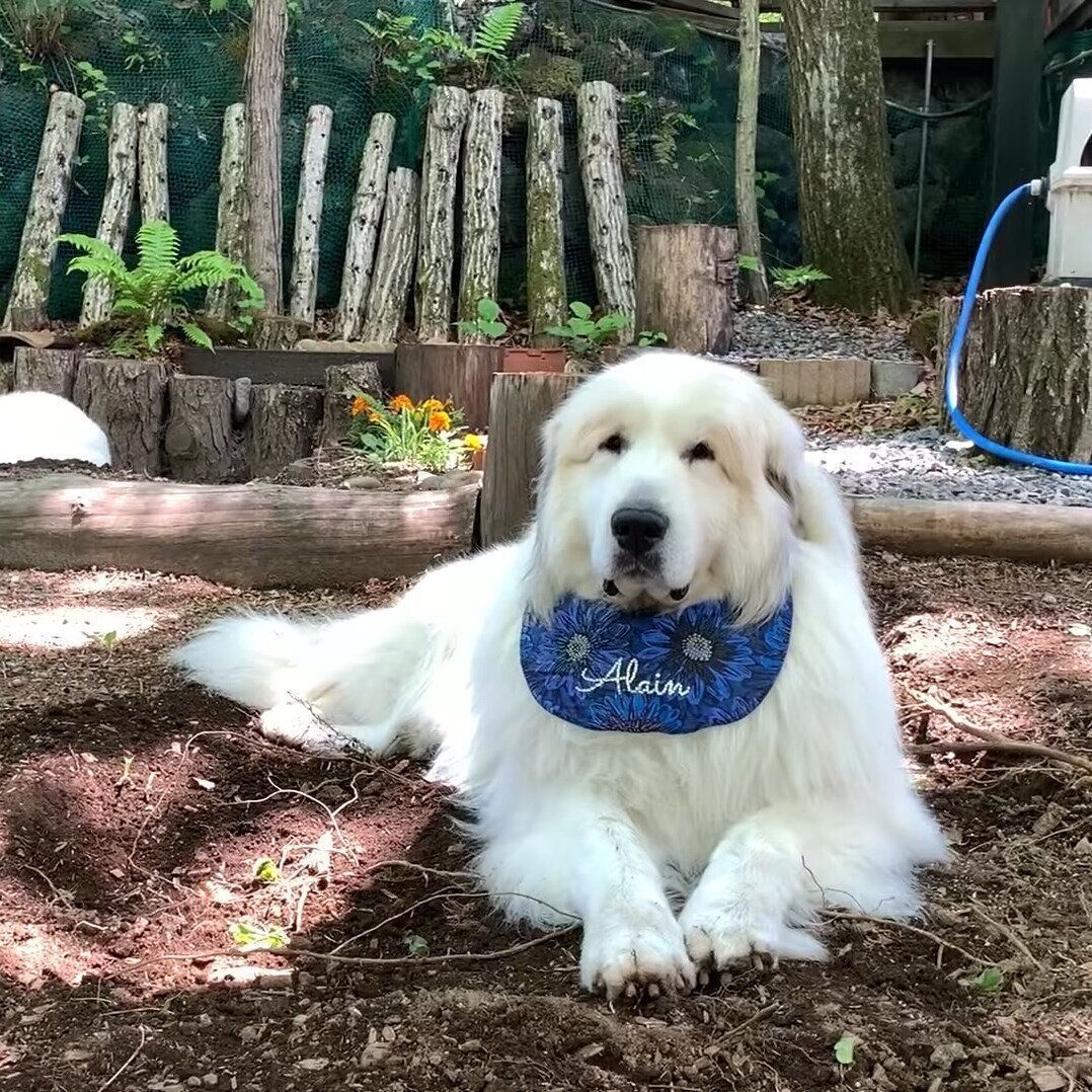 くつろいでいるアラン君