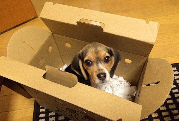 見つめるビーグル