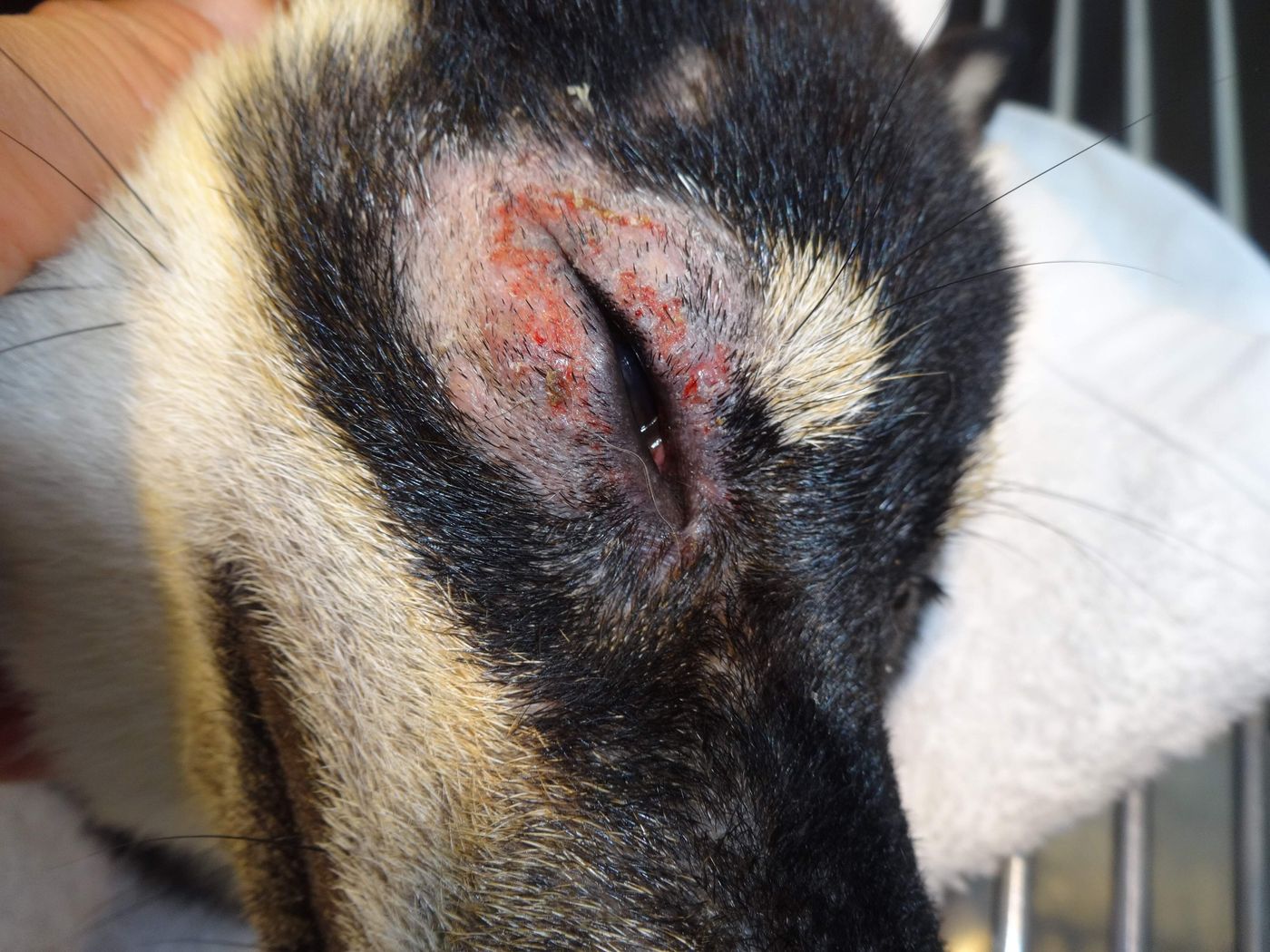 乾燥する冬も要注意 皮膚のスペシャリストが伝える 犬に多い皮膚の病気5選 いぬのきもちweb Magazine 乾燥する冬も要注意 皮膚のスペシャリストが伝える 犬に多い皮膚の病気5選 いぬのきもちweb Magazine