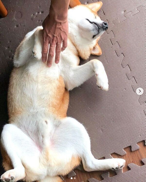 ヘソ天する咲ク太郎くん