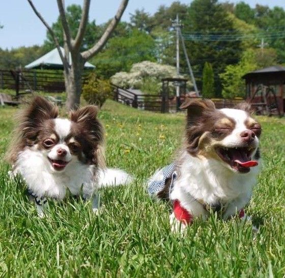 寄り添うチワワ