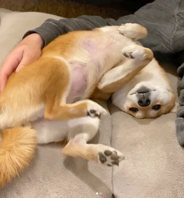 寝転がるにこちゃん