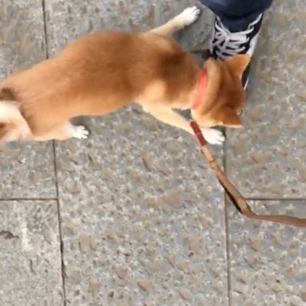 スニーカーのヒモをかじる豆柴