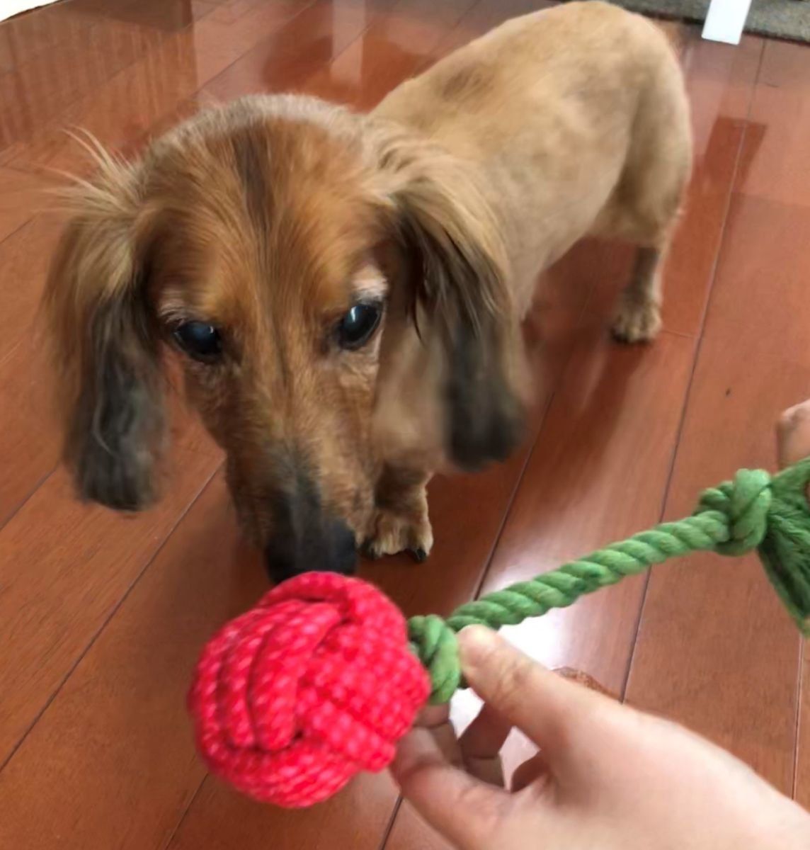 ミニチュアダックスフンドがおもちゃをクンクン