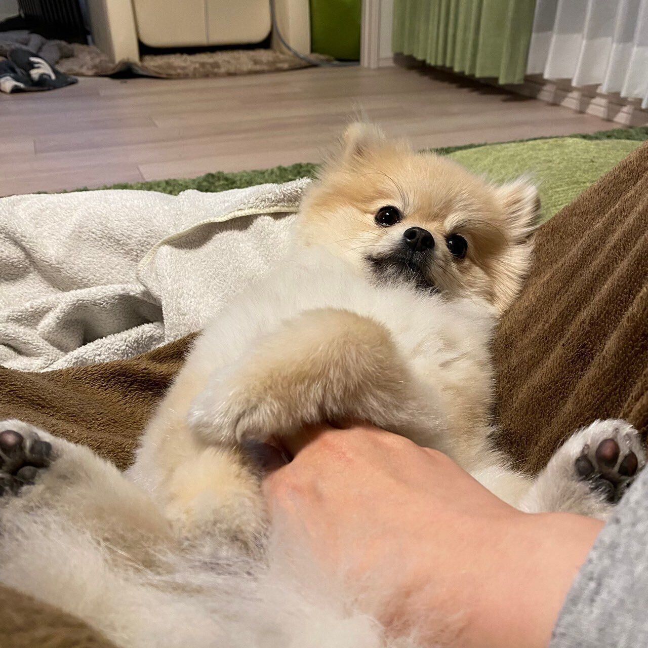 くつろぐほたてくん