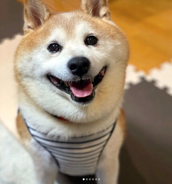 笑顔が可愛いポン太くん