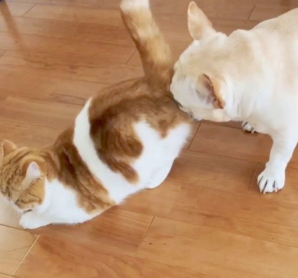 フレンチブル・ドッグとエキゾチックショートヘア