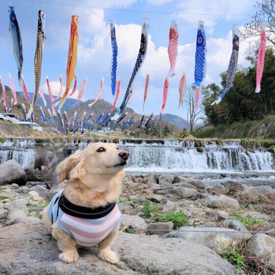 こいのぼりとワンちゃん