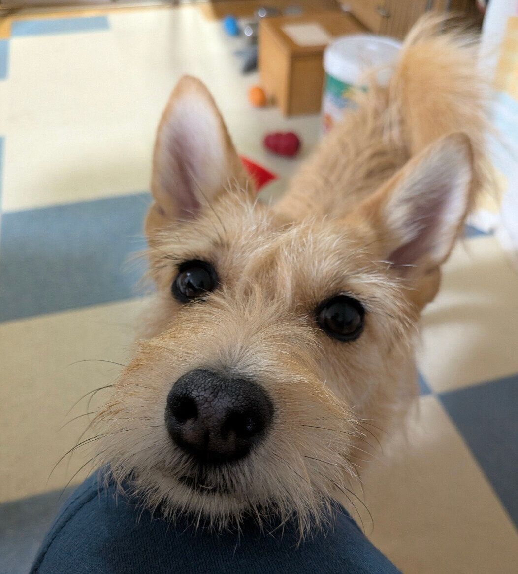 じっと見つめる犬ちゃん