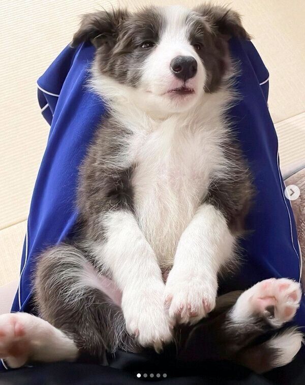 くつろぐルイスくん