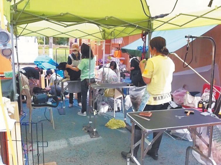 東日本大震災の直後、被災犬たちを仮設シェルターでトリミング。熱いお湯をサロンから運び井戸水を足して洗ったそう