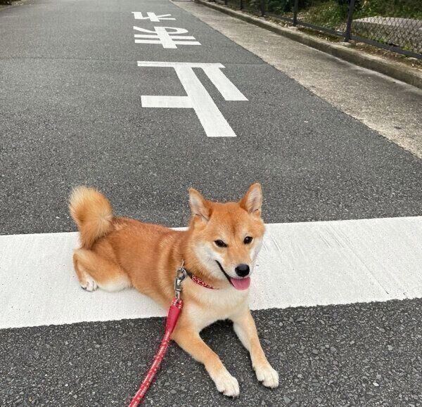 笑顔が可愛いチロちゃん