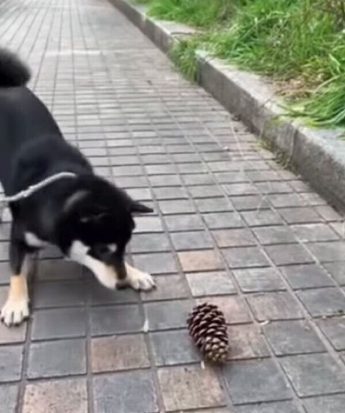 散歩中に初めて 松ぼっくり を見た犬 興味はあるのに ビビりっぷりが可愛い いぬのきもちweb Magazine 散歩中に初めて 松ぼっくり を見た犬 興味はあるのに ビビりっぷりが可愛い いぬのきもちweb Magazine