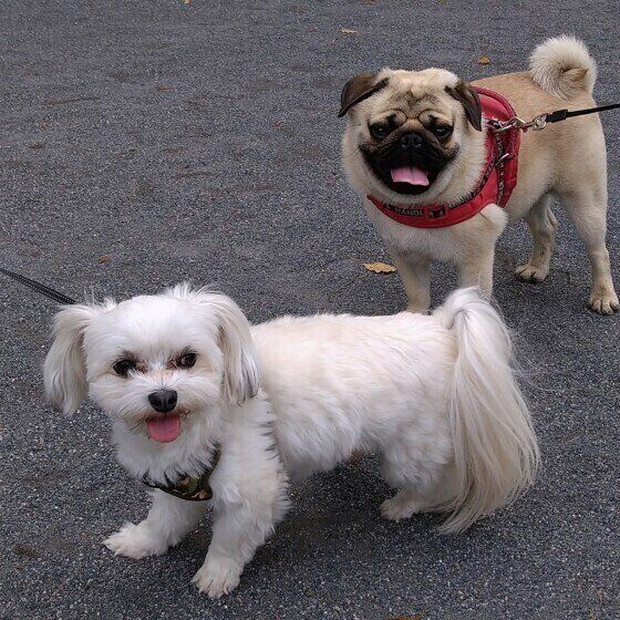 犬　お散歩 いぬのきもち