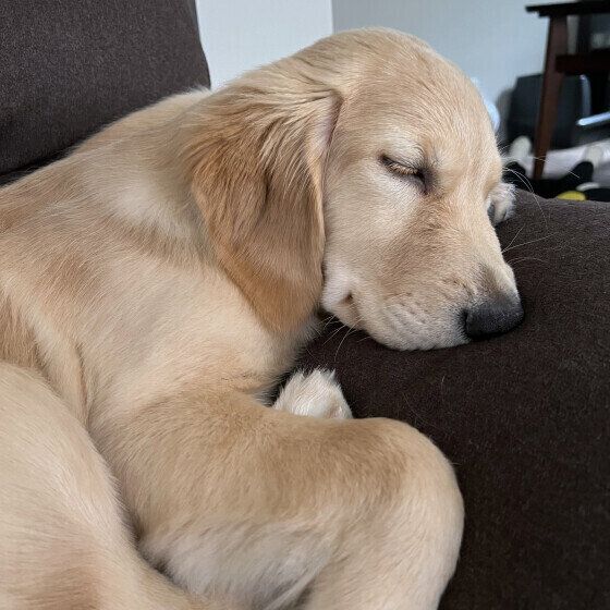 犬のよい眠りのためにできることはある？ 犬の快眠に必要なこととは いぬのきもち