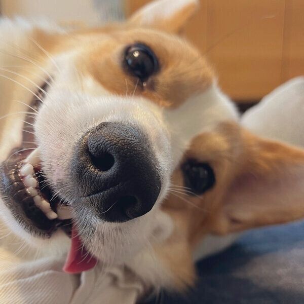 まったりするルコスくん