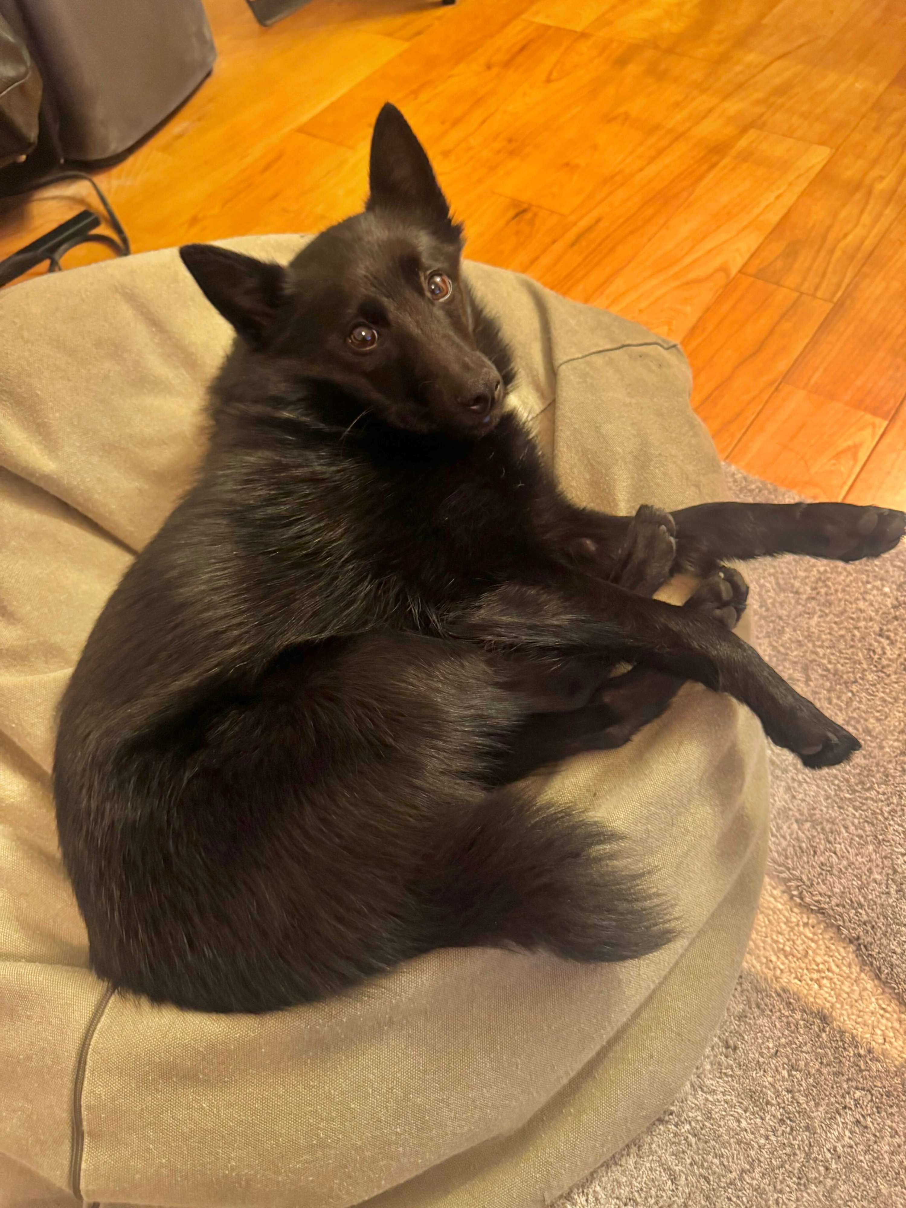 くつろいでいるスキッパーキ