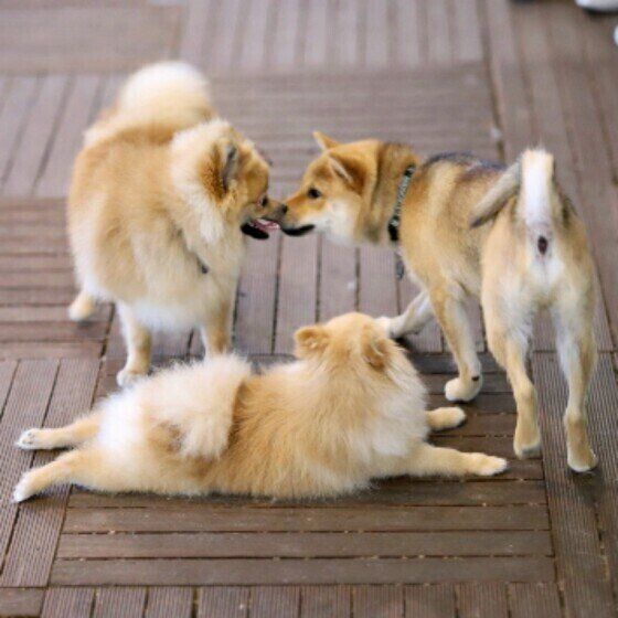 子犬の社会化に役立つ パピーパーティーとは？ いぬのきもち