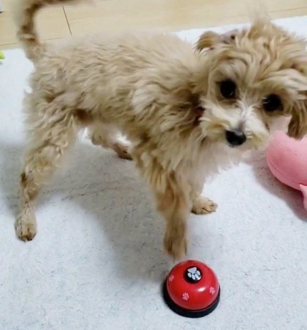 ベルを鳴らすドルちゃん