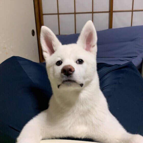 くつろぐ秋田犬