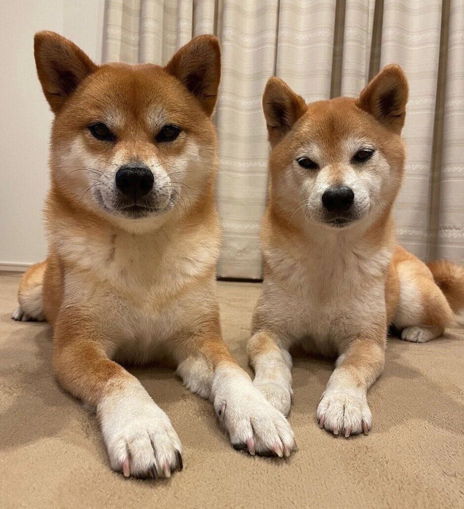 わさびくんともずくくん