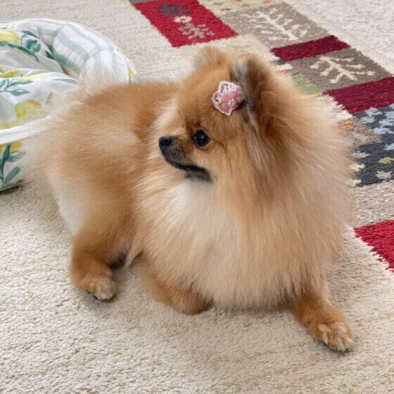 ポメラニアンの横顔