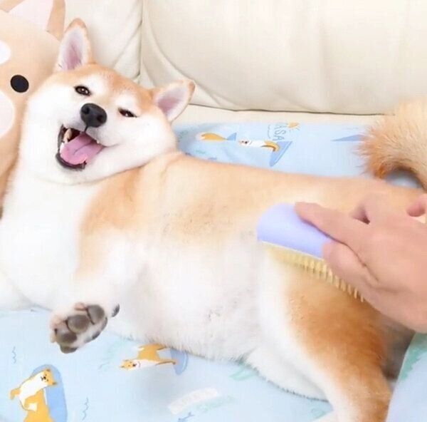 マッサージが大好きなチャーミーちゃん