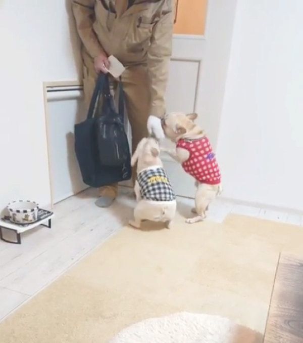 パパさんの帰宅を歓迎するフレンチ・ブルドッグ