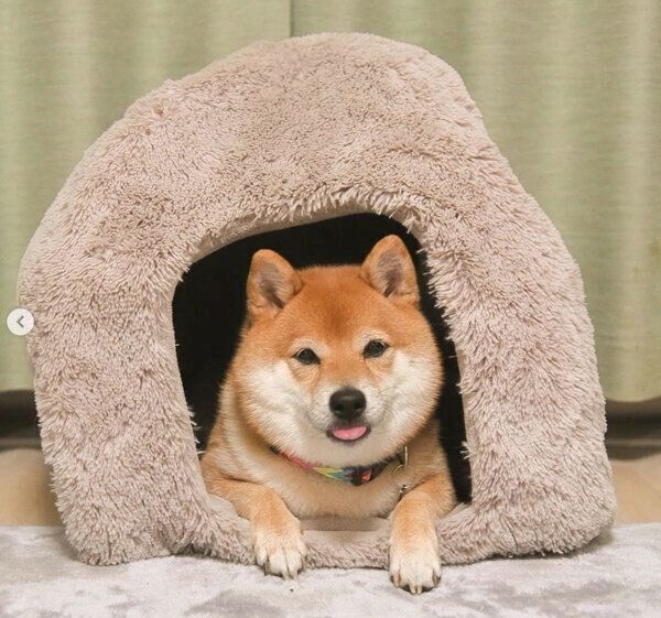 まったりする八朔くん