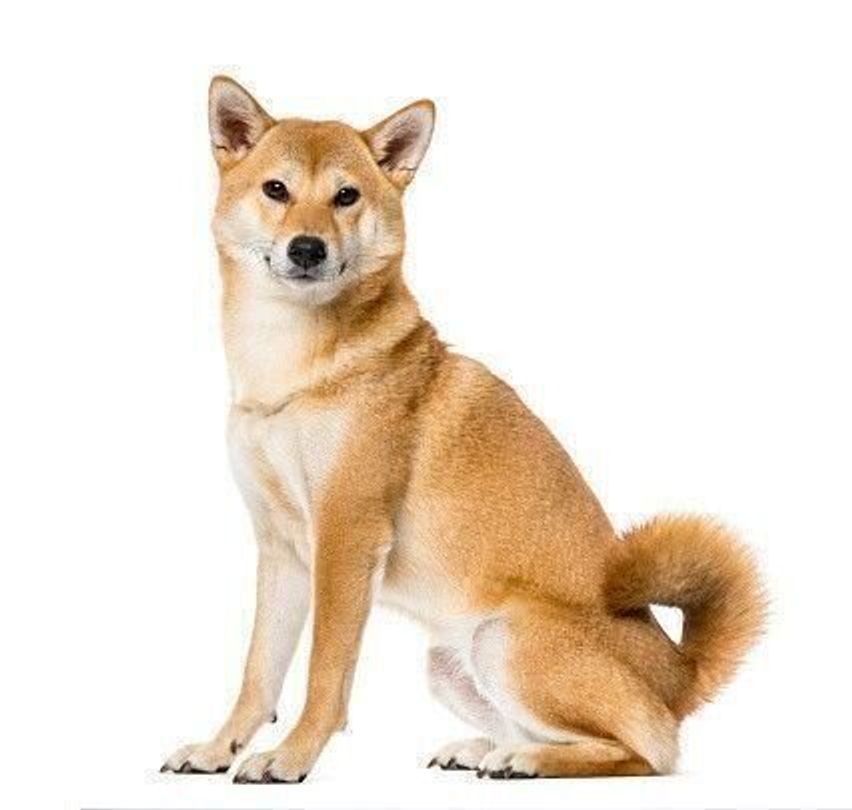 柴の性格 飼い方のコツ 飼い主の悩みq A いぬのきもち 犬図鑑 いぬのきもちweb Magazine 柴の性格 飼い方のコツ 飼い主の悩みq A いぬのきもち 犬図鑑 いぬのきもちweb Magazine