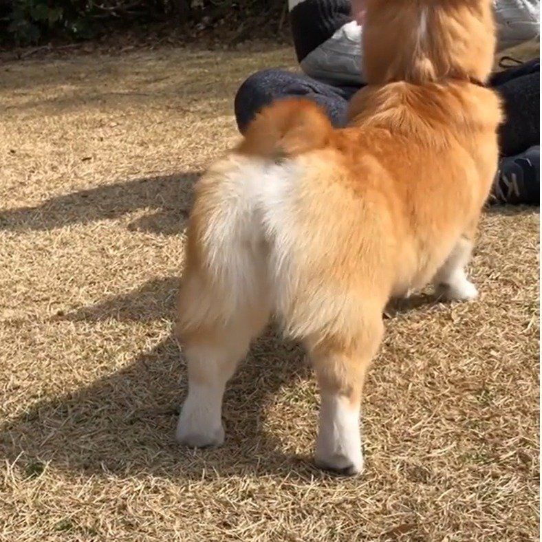 喜びではちききれんばかりのアロマちゃん