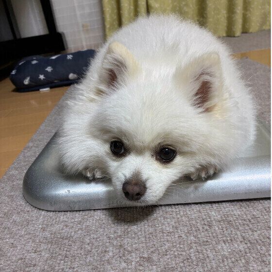ひんやりマットがお気に入りのポメラニアン いぬのきもち