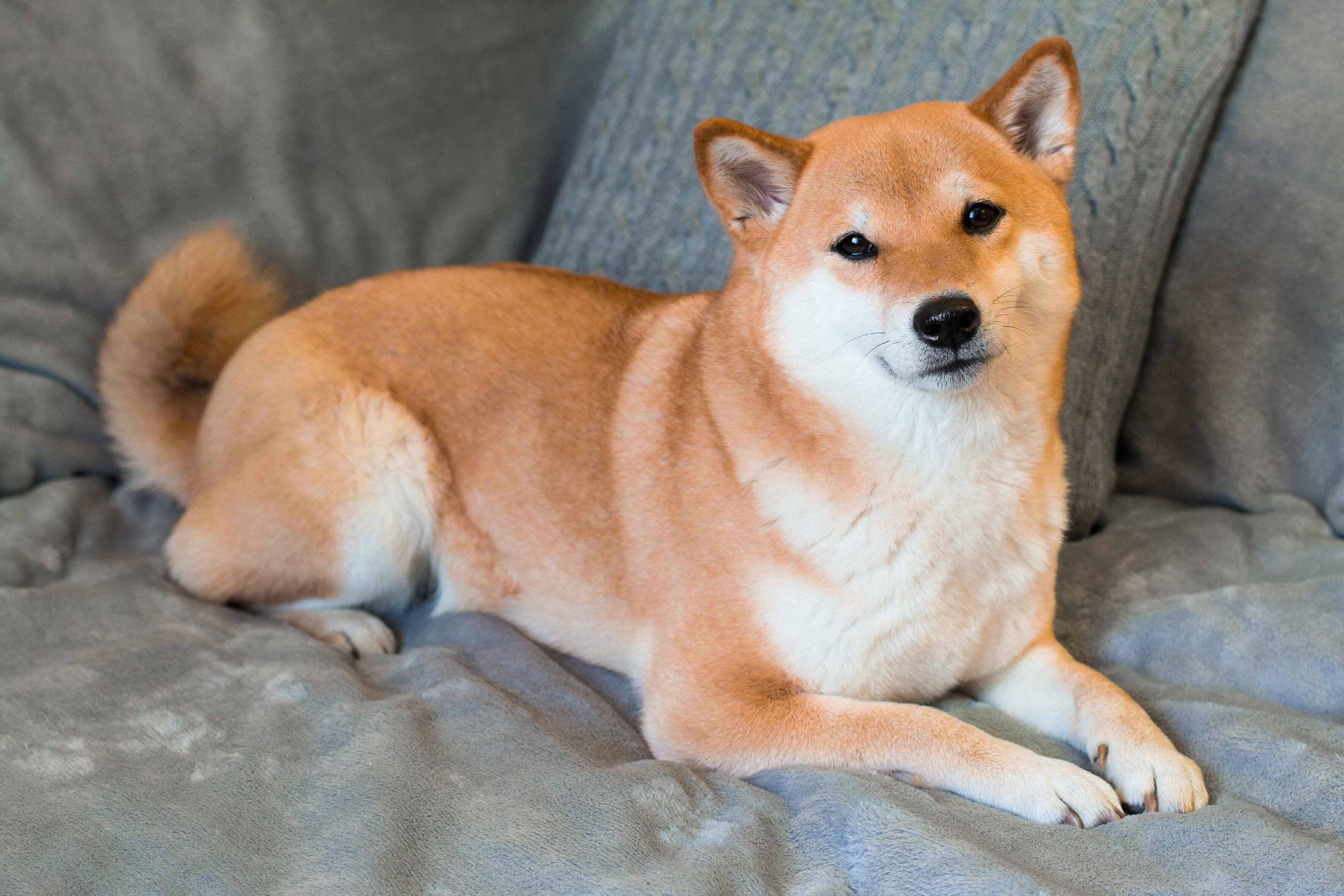 ソファでくつろぐ柴犬