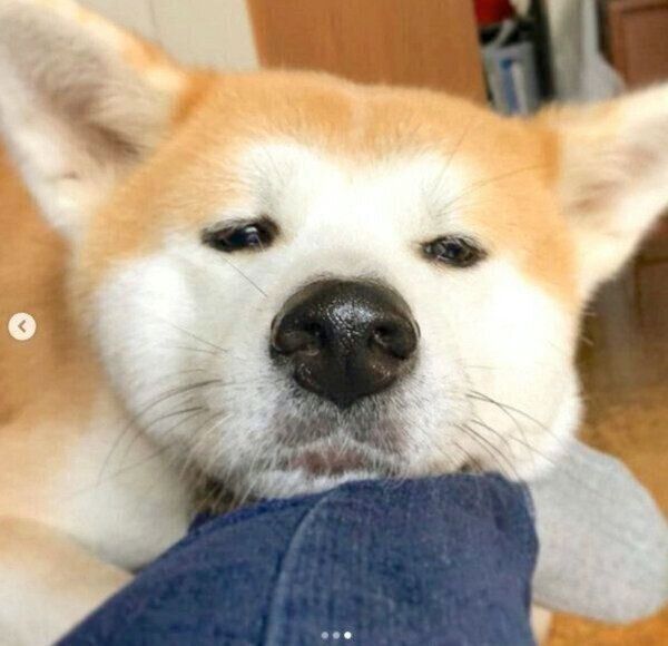 アゴ乗せをするジロウちゃん