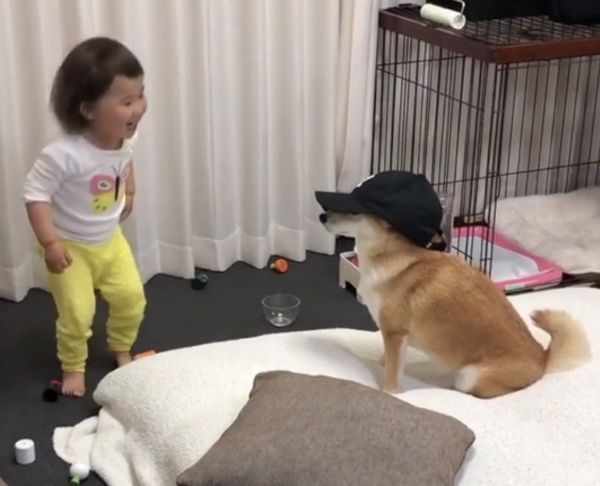 帽子が似合いすぎる柴犬