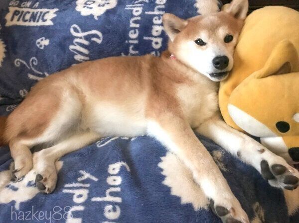 くつろぐりんちゃん