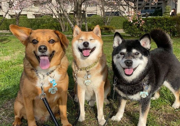 一緒に暮らす犬(写真:左)と柴犬(写真:真ん中)、柴犬(写真:右)