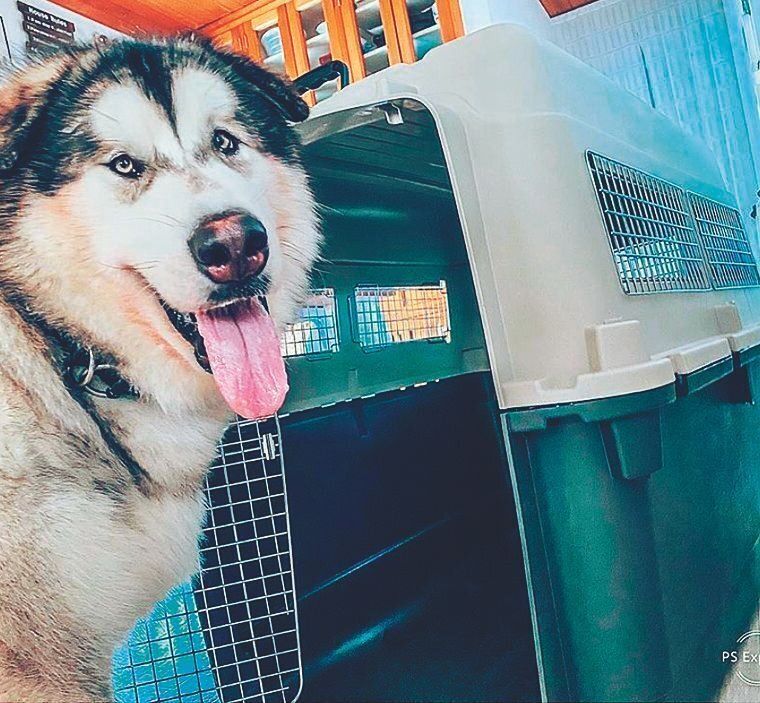 クレートトレーニング中のアントニーくん