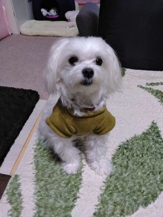 洋服がかっこいい！ハクくん