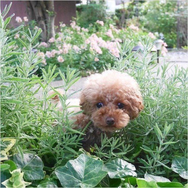 セミと対峙するトイ・プードル