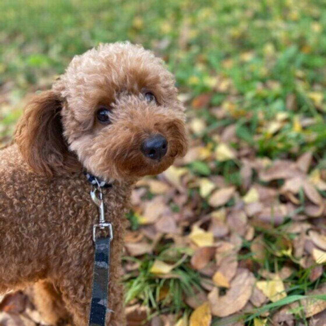 トイ プードル部門 21年人気名前ランキング発表 二文字の名前が続々登場 いぬのきもちweb Magazine トイ プードル部門 21年人気名前ランキング発表 二文字の名前が続々登場 いぬのきもちweb Magazine