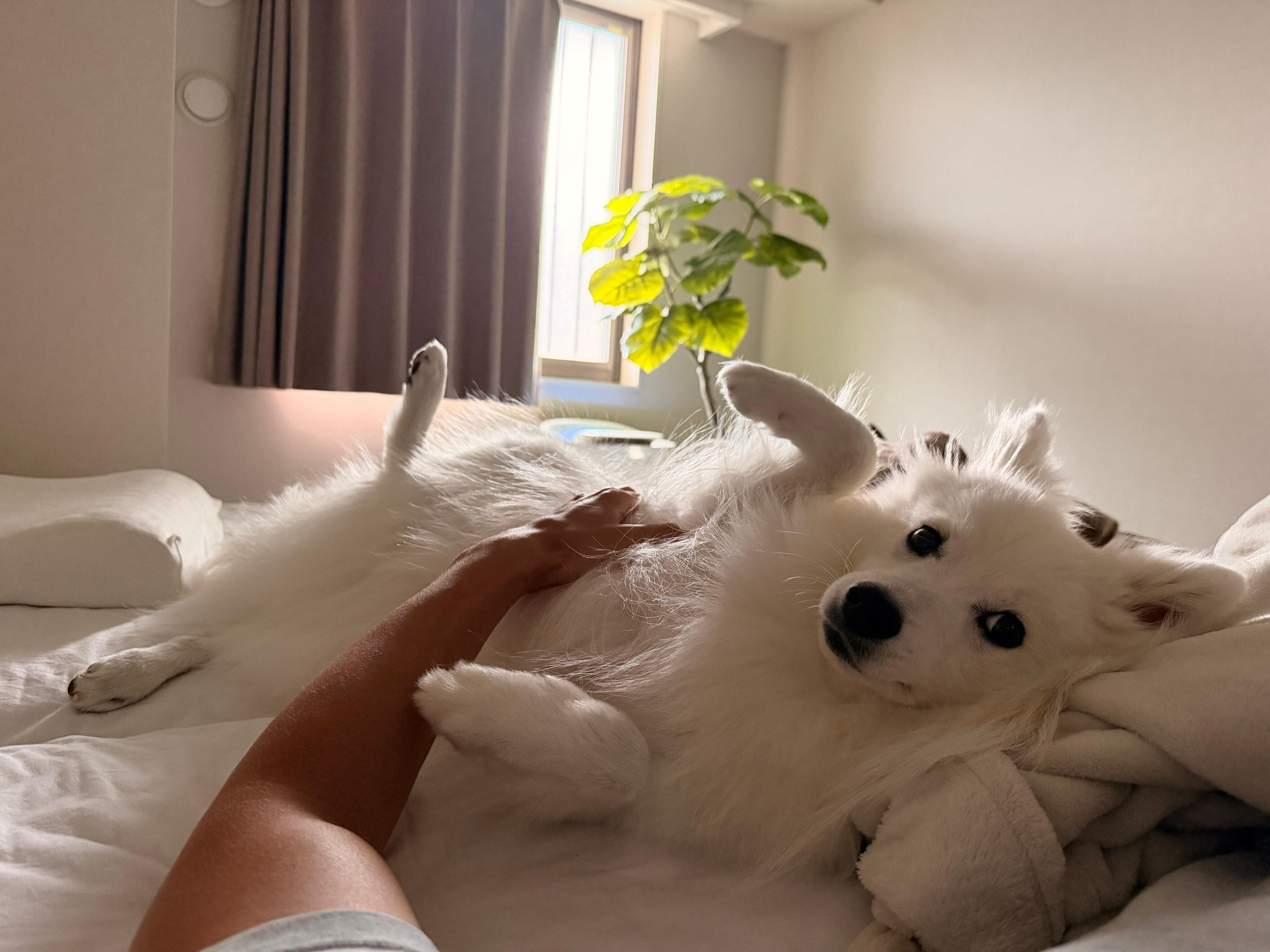 寝転がるレモンくん