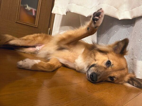 まったりするこまめちゃん